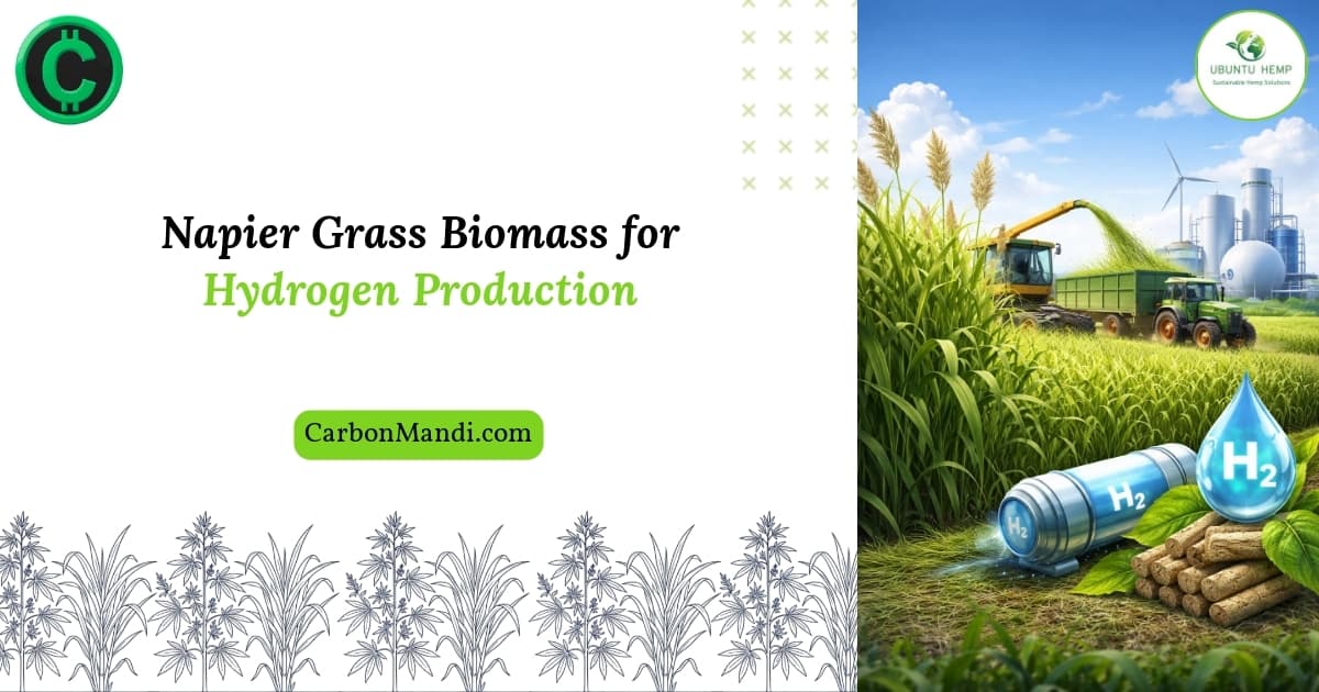 Unlocking Hydrogen Potential with Napier Grass Biomass