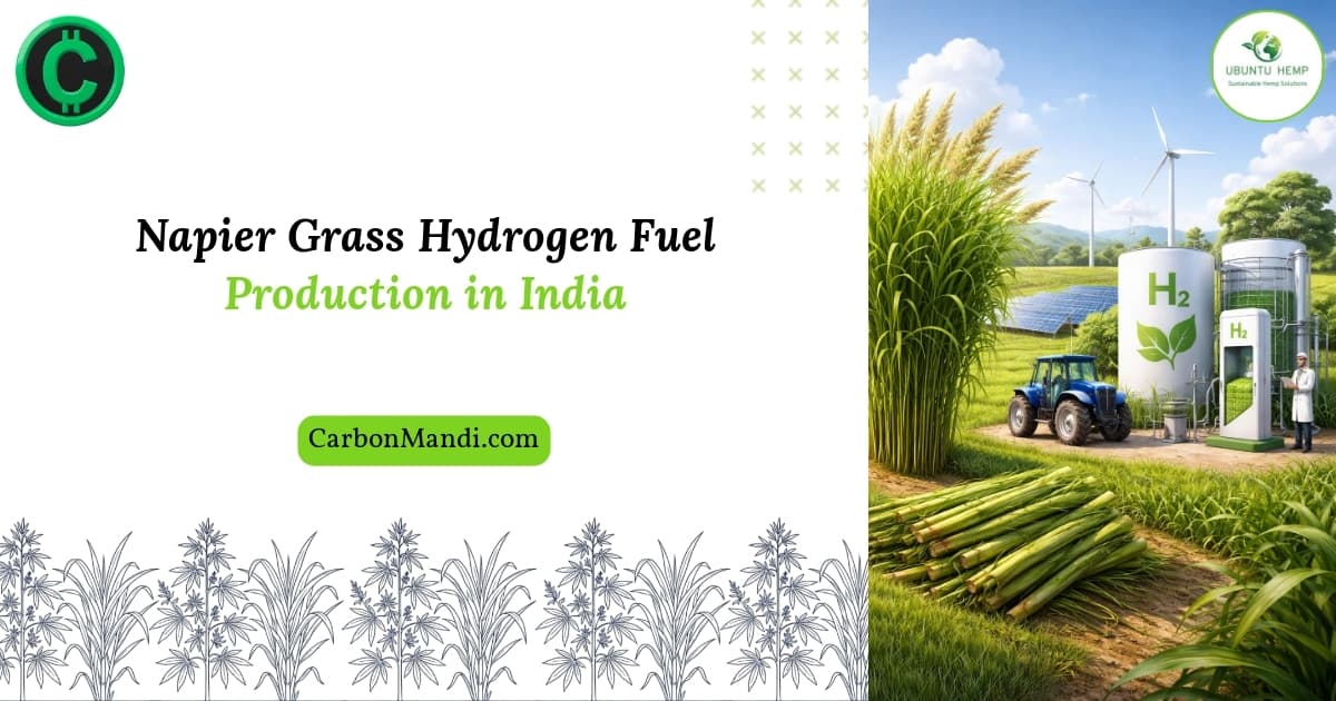 Napier Grass Hydrogen Fuel: India’s Green Energy Shift 2026