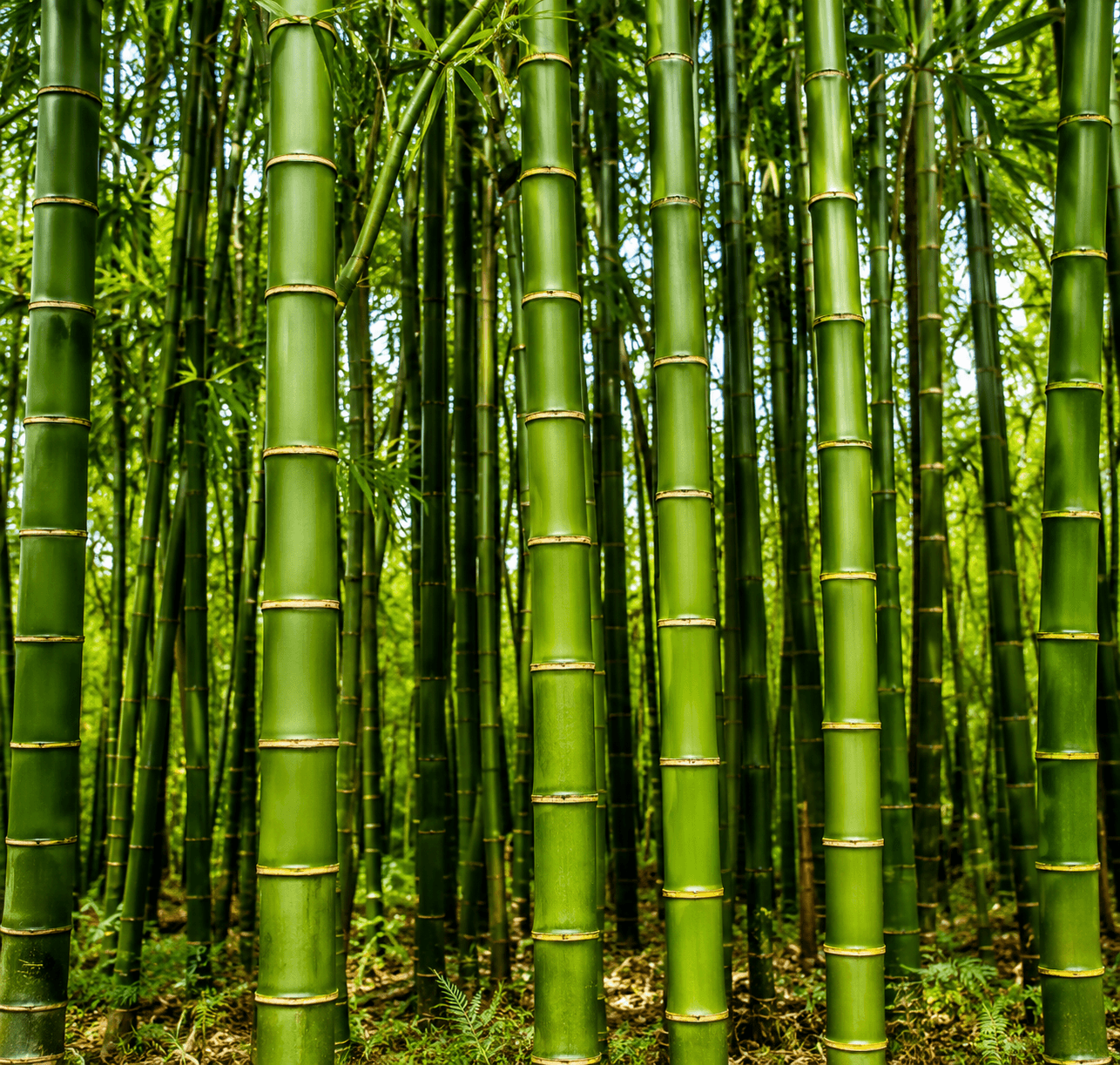 Industrial hemp stalks growing tall — sustainable biomass for industrial and energy use.