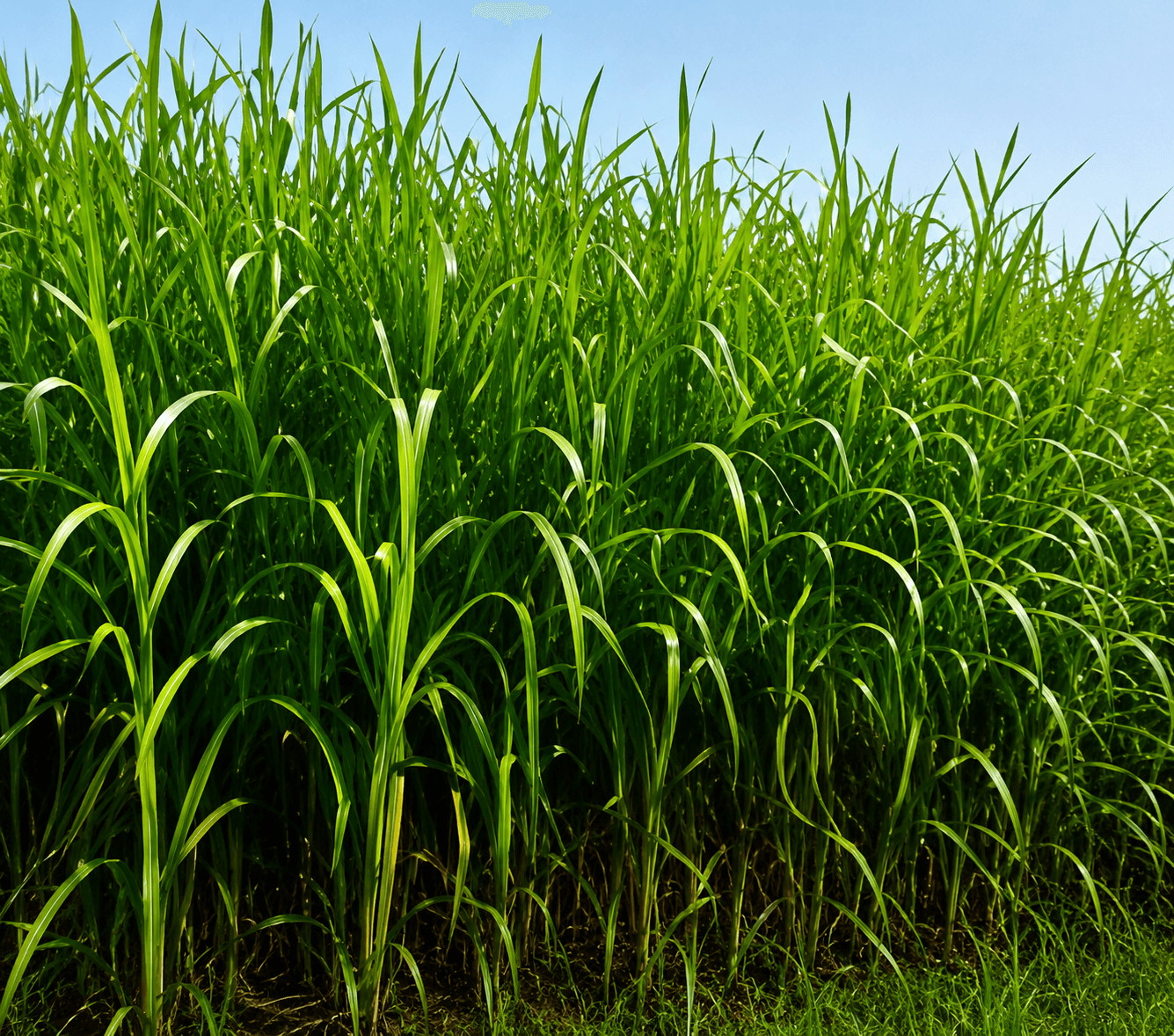 Tall, dense green napier grass growing in a field — a high-yield energy crop.