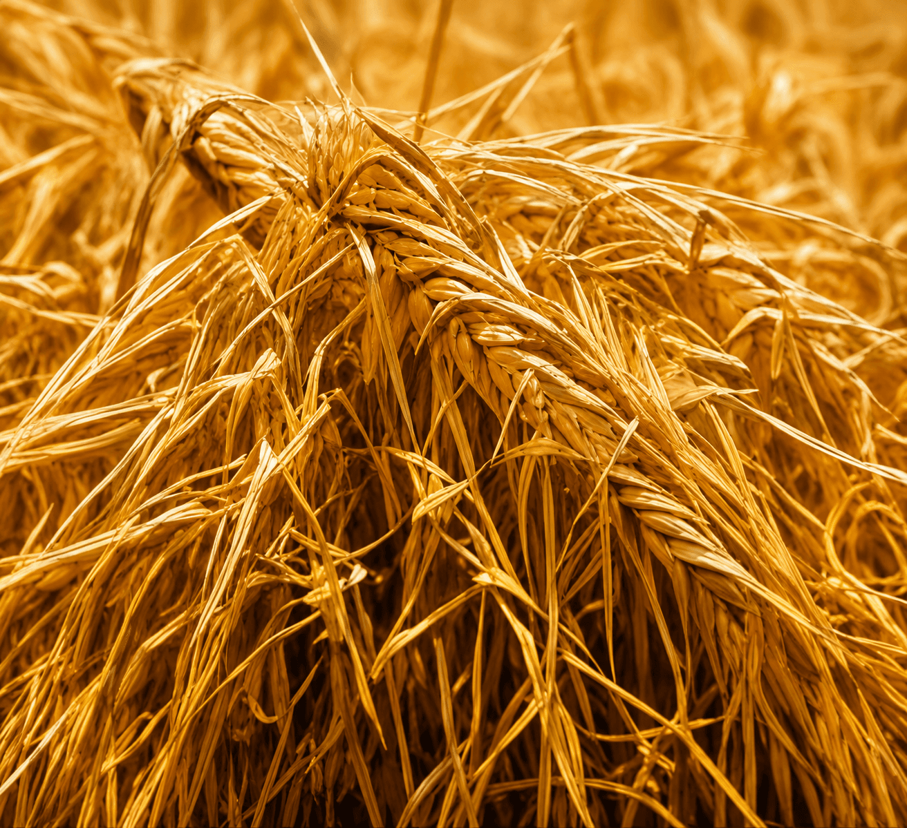 Golden wheat straw in a sunlit field — widely available biomass with high energy potential.