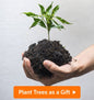 Trees as a Gift | Plant a Tree, Create a Living Impact